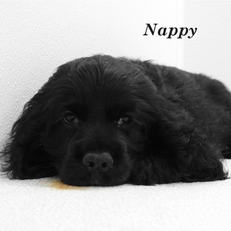 puppy, for, sale, Cocker Spaniel, Joe & Cherri  Overlease, dog, breeder, Miller, MO, dog-breeder, puppy-for-sale, forsale, nearby, find, puppyfind, locator, puppylocator, aca